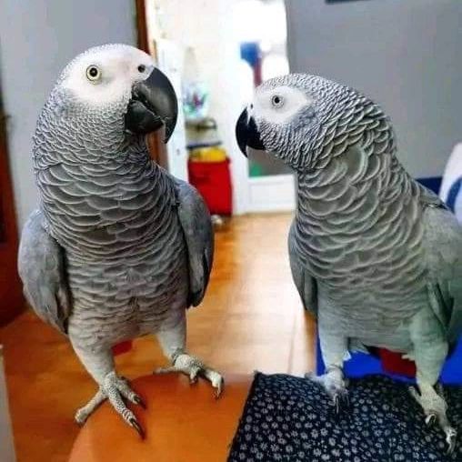 macawparrotshops 3123654394540939243 49535614652 Terry Parrots Center™