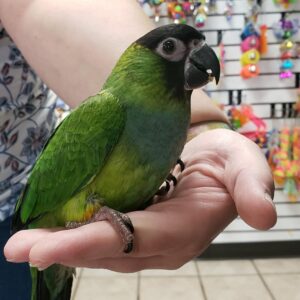 Nanday Conures for Sale