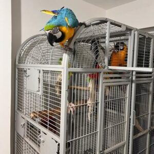 Male and Female Blue & Gold Macaws
