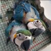 Male and Female Baby Macaw Parrot