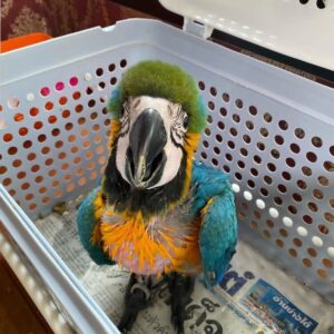 SmartSelect 20220712 152845 Instagram 768x755 1 Terry Parrots Center™