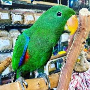 Eclectus Parrot for sale