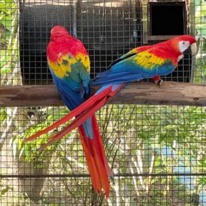 Hand Reared Scarlet Macaw For Sale