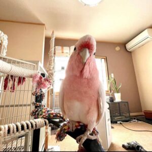 IMG 5042 Terry Parrots Center™